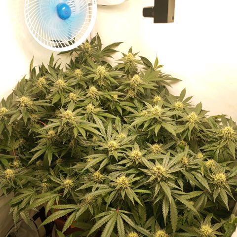 Critical +2 XXL Auto growlog timeline photo