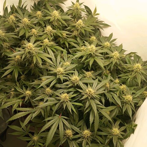 Critical +2 XXL Auto growlog timeline photo