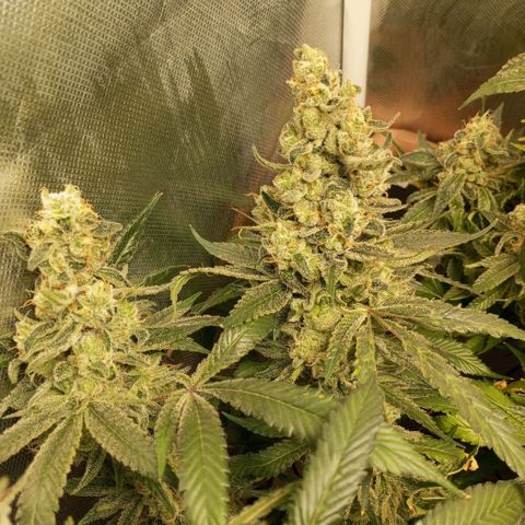 Lemon Haze growlog timeline photo