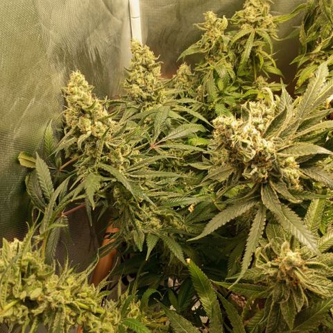 Lemon Haze growlog timeline photo
