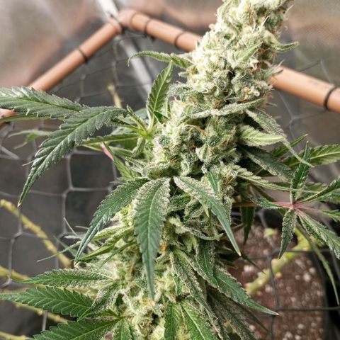 Lemon Haze growlog timeline photo