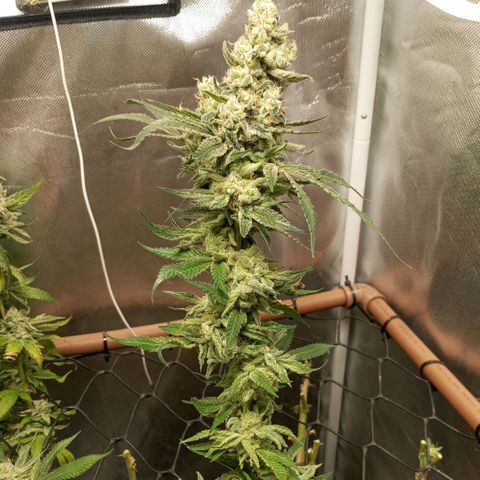 Lemon Haze growlog timeline photo
