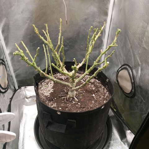 Lemon Haze growlog timeline photo
