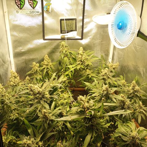 Lemon Haze growlog timeline photo