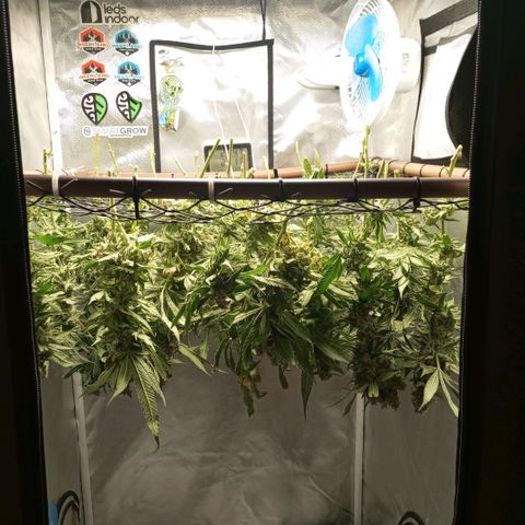 Lemon Haze growlog timeline photo