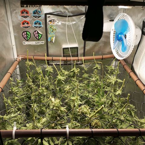 Lemon Haze growlog timeline photo