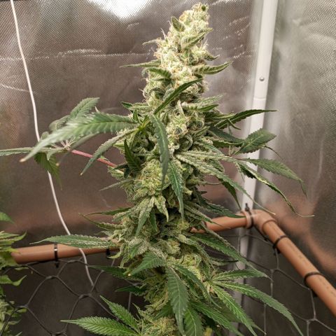 Lemon Haze growlog timeline photo