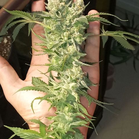 Lemon Haze growlog timeline photo