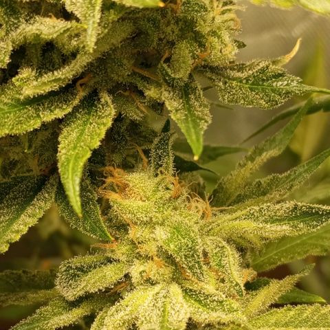 Lemon Haze growlog timeline photo