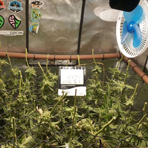 Lemon Haze growlog timeline photo