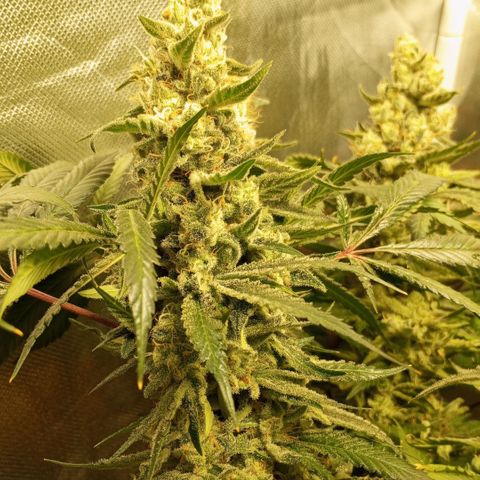 Lemon Haze growlog timeline photo