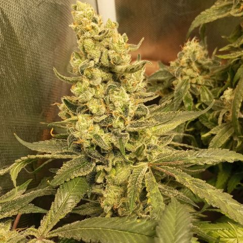 Lemon Haze growlog timeline photo