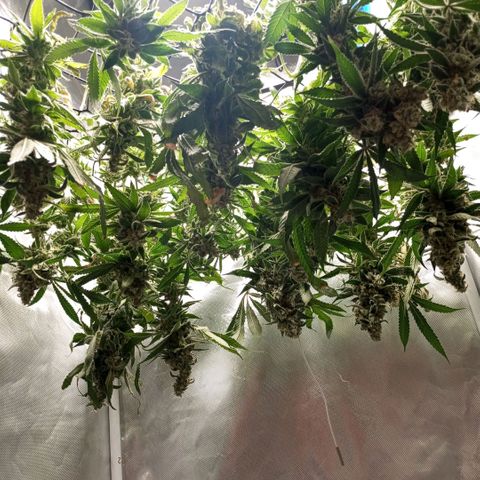Lemon Haze growlog timeline photo