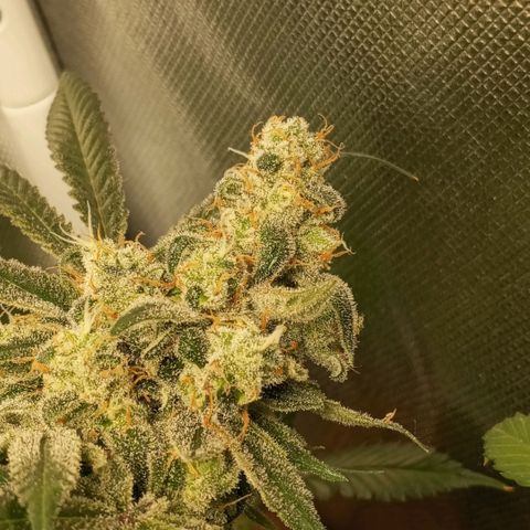 Lemon Haze growlog timeline photo