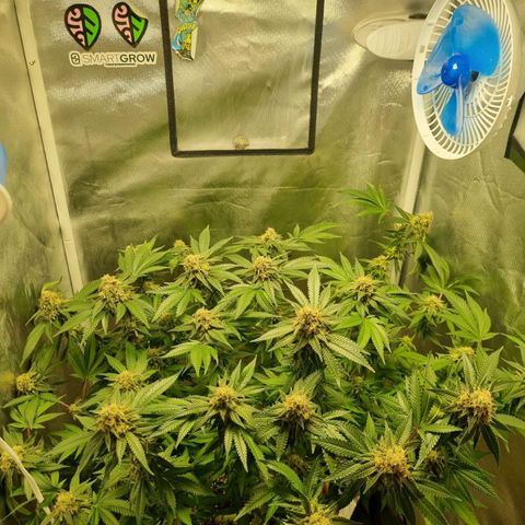 Critical +2 XXL Auto growlog timeline photo