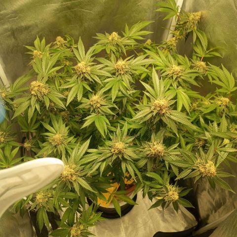 Critical +2 XXL Auto growlog timeline photo