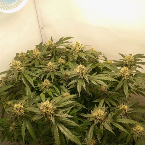 Critical +2 XXL Auto growlog timeline photo