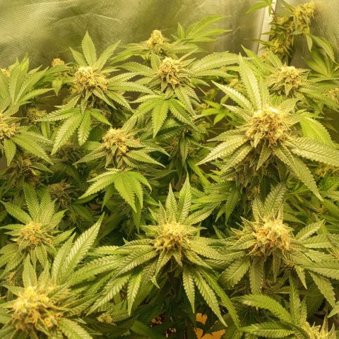 Critical +2 XXL Auto growlog timeline photo
