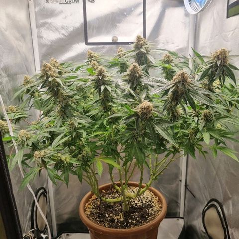 Critical +2 XXL Auto growlog timeline photo