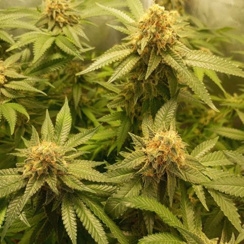 Critical +2 XXL Auto growlog timeline photo