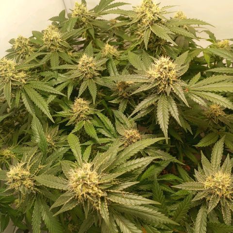 Critical +2 XXL Auto growlog timeline photo