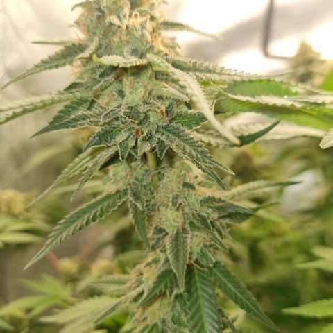 Critical +2 XXL Auto growlog timeline photo