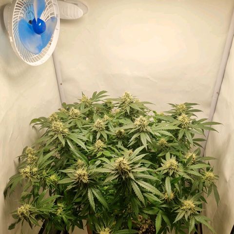 Critical +2 XXL Auto growlog timeline photo