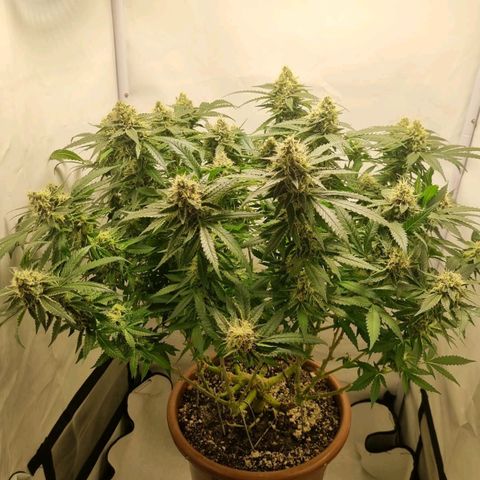 Critical +2 XXL Auto growlog timeline photo