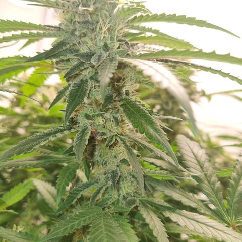 Critical +2 XXL Auto growlog timeline photo