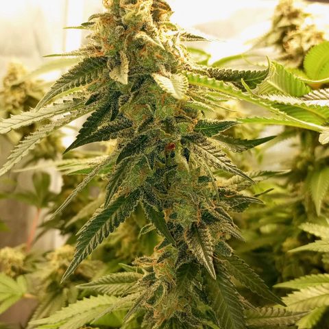 Critical +2 XXL Auto growlog timeline photo