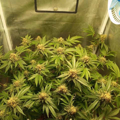 Critical +2 XXL Auto growlog timeline photo