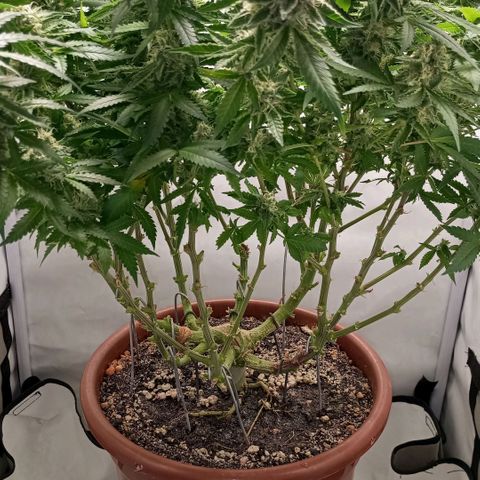 Critical +2 XXL Auto growlog timeline photo