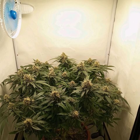 Critical +2 XXL Auto growlog timeline photo