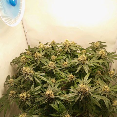Critical +2 XXL Auto growlog timeline photo