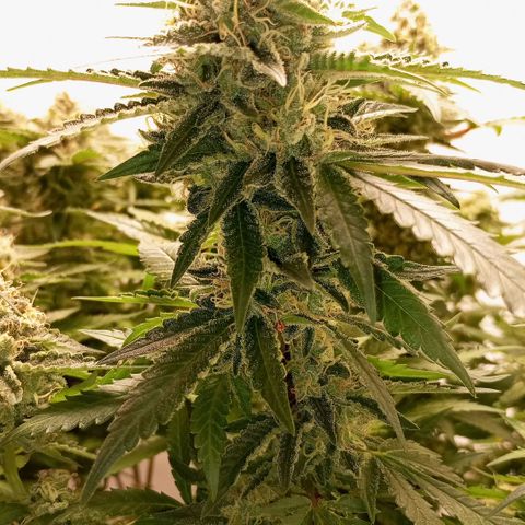 Critical +2 XXL Auto growlog timeline photo