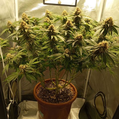 Critical +2 XXL Auto growlog timeline photo