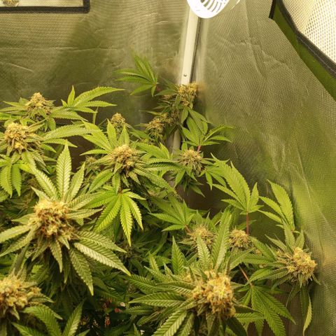 Critical +2 XXL Auto growlog timeline photo