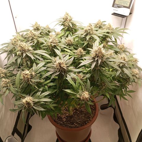 Critical +2 XXL Auto growlog timeline photo