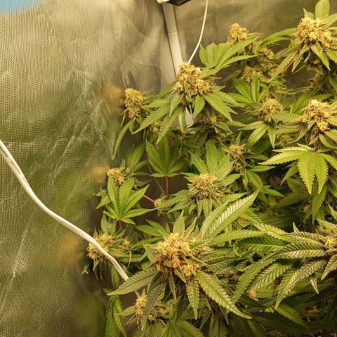 Critical +2 XXL Auto growlog timeline photo