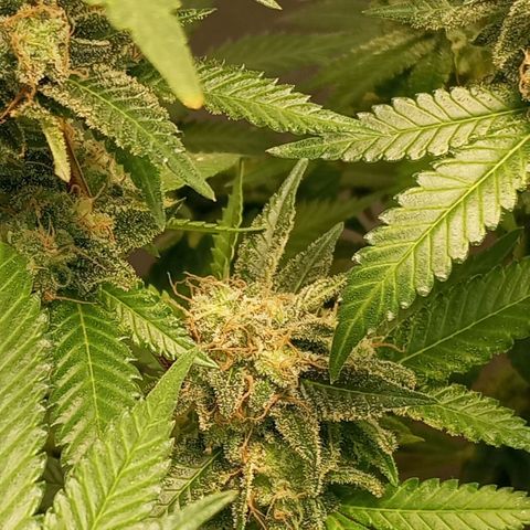 Critical +2 XXL Auto growlog timeline photo