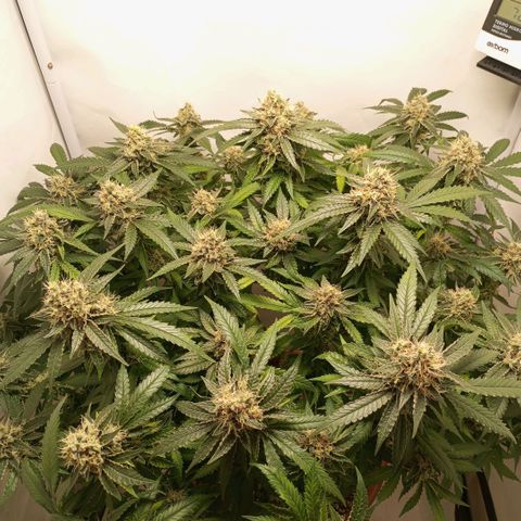 Critical +2 XXL Auto growlog timeline photo