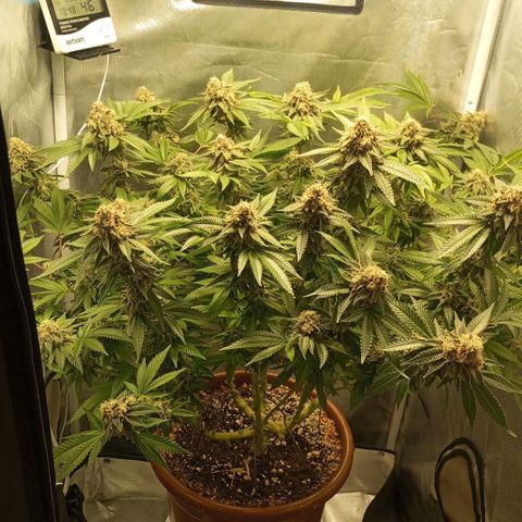 Critical +2 XXL Auto growlog timeline photo