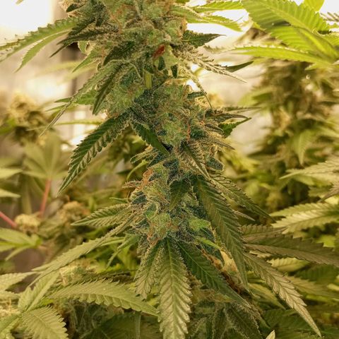 Critical +2 XXL Auto growlog timeline photo