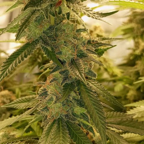 Critical +2 XXL Auto growlog timeline photo