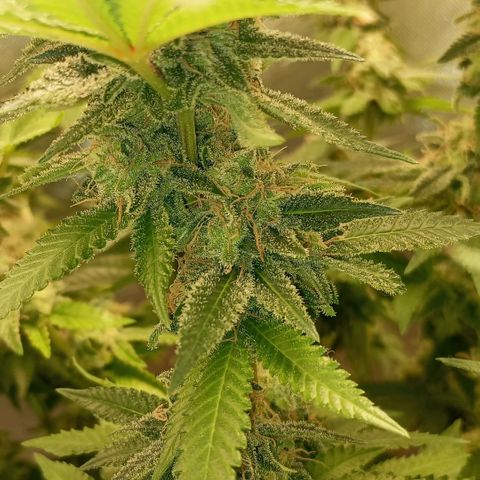 Critical +2 XXL Auto growlog timeline photo