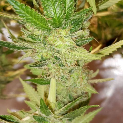 Critical +2 XXL Auto growlog timeline photo