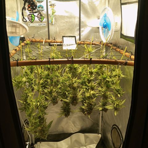 Critical +2 XXL Auto growlog timeline photo