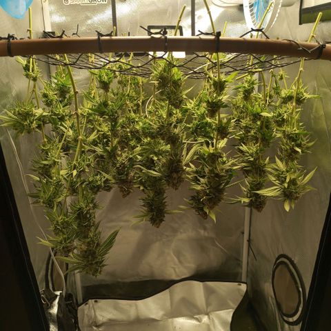 Critical +2 XXL Auto growlog timeline photo