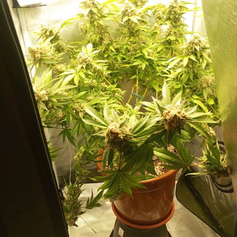 Critical +2 XXL Auto growlog timeline photo