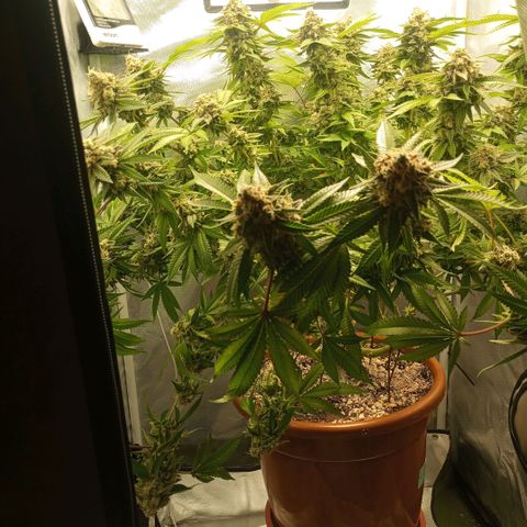 Critical +2 XXL Auto growlog timeline photo